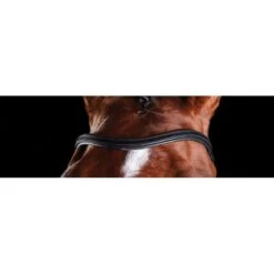 Collegiate Comfitec Training Bridle - Black -Kensington Supplies Shop 322012 800 800