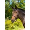 Shires Avignon Middleburg Bridle - Havana