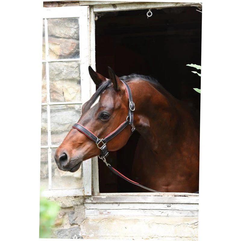 Perri's 1" Padded Leather Halter - Black/Red 2 Perri's 1" Padded Leather Halter - Black/Red - Image 2