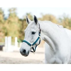Perri's Ribbon Safety Halter - Navy Jump Horse -Kensington Supplies Shop 502294 800 800