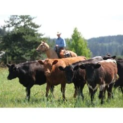 Toklat RanchBoss Western Fleece Cinch - Brown -Kensington Supplies Shop 547719 800 800