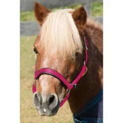 Shires Mini Topaz Halter - Raspberry